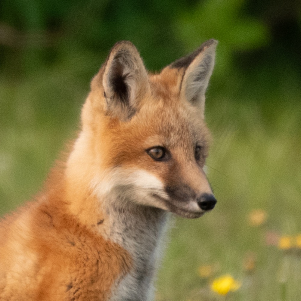 Axiom Fox
