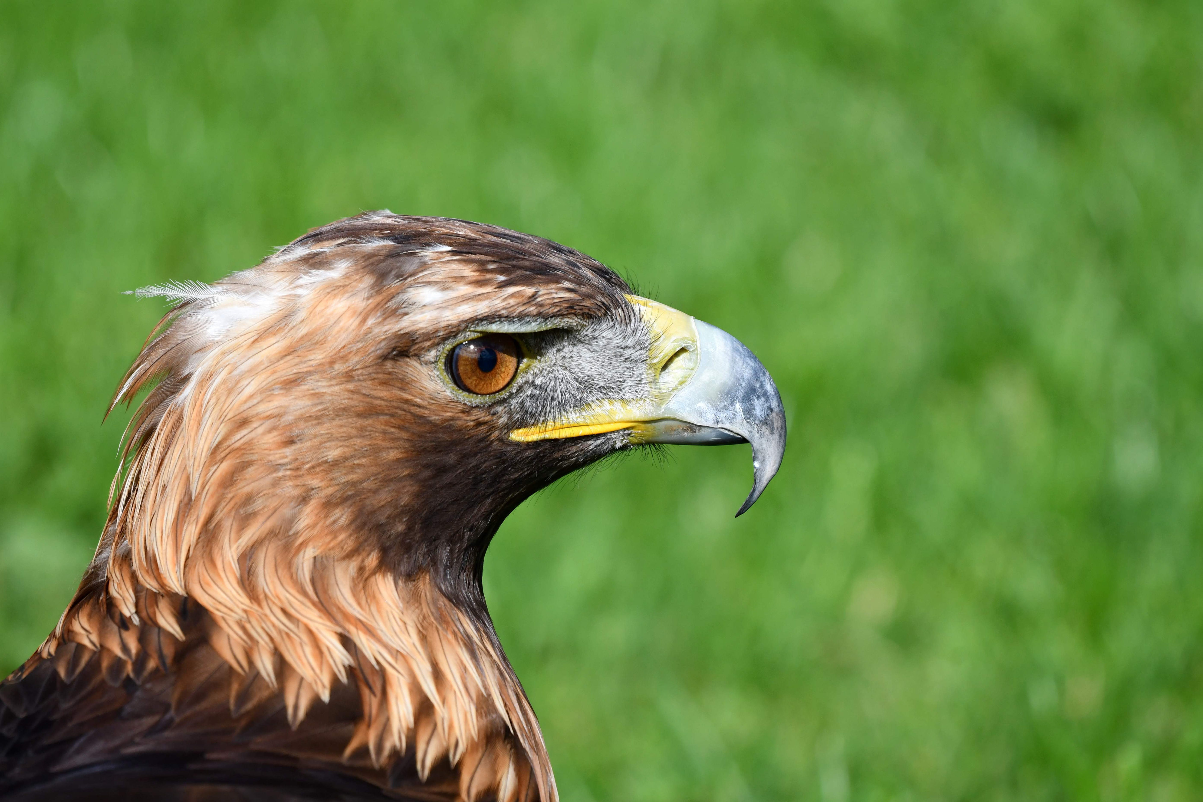 Golden Eagle - profile head